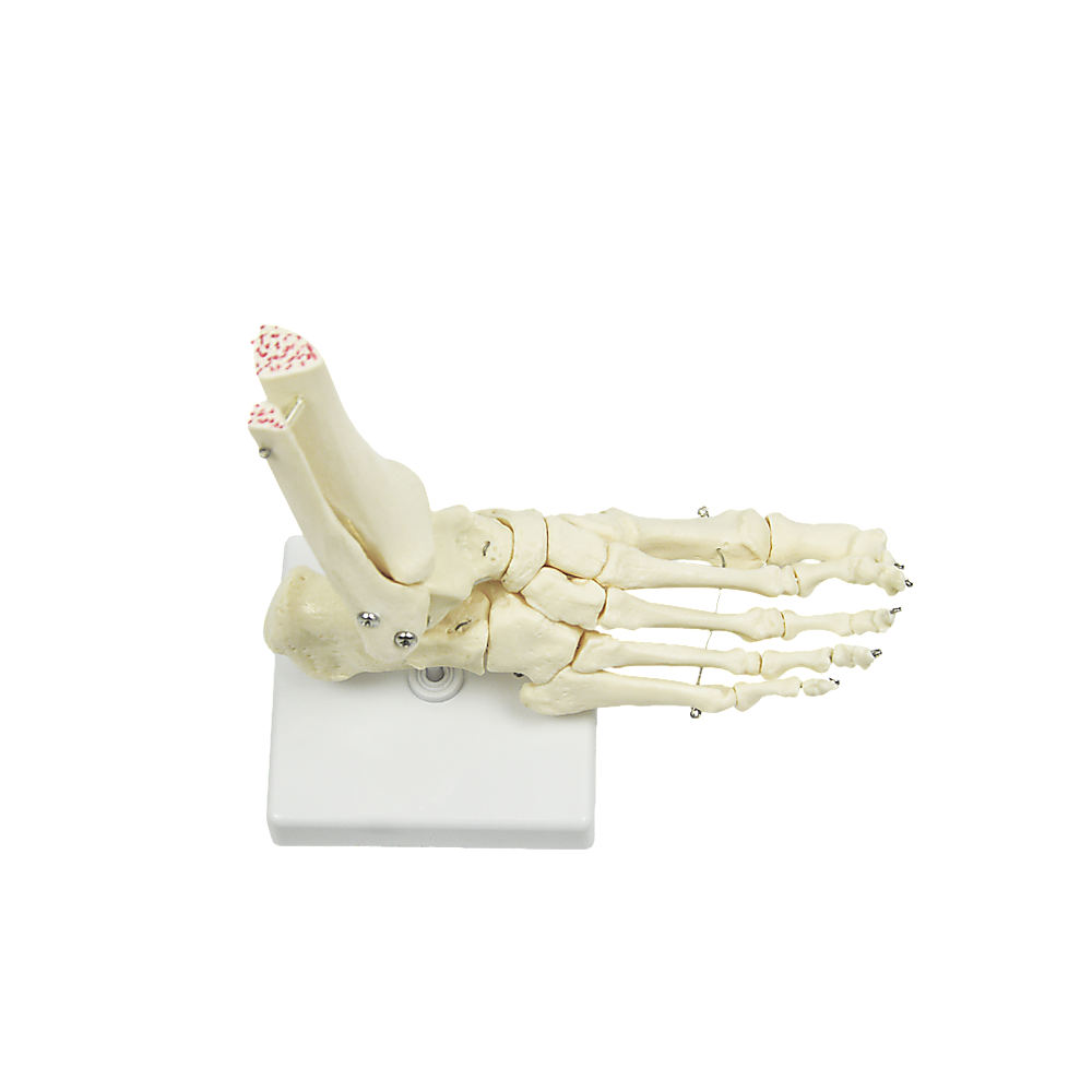 Life Size Foot Joint Anatomical Model Skeleton